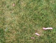 Click for large version